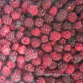 IQF Freezing Organic Blackberry Zl-020